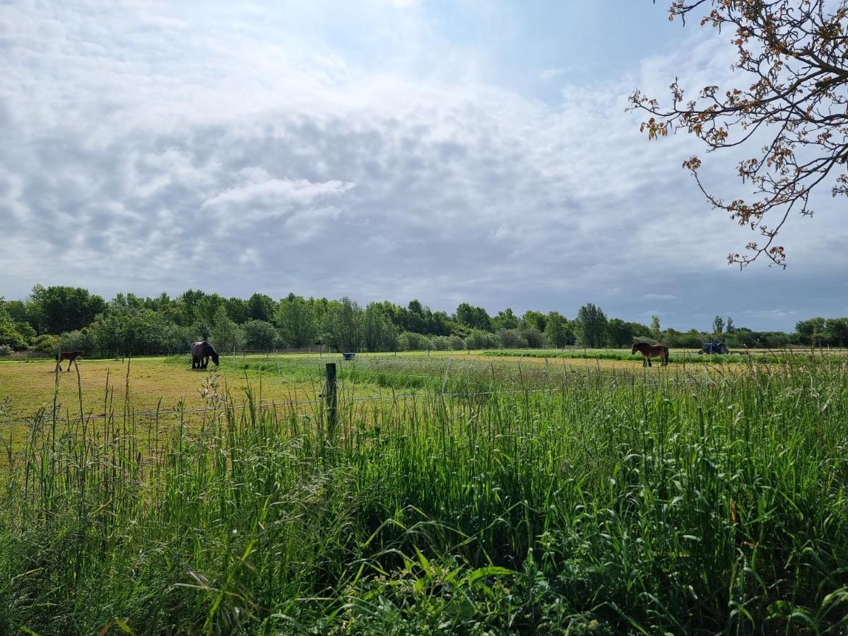 Vakantiehuis Dishoek Di04 Dış mekan fotoğraf